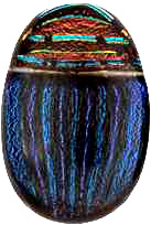 CLICK HERE to learn more about 
	Scarab Bead made by Bruce SJ Maher